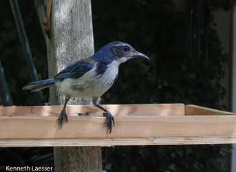 scrubjay-04.webp