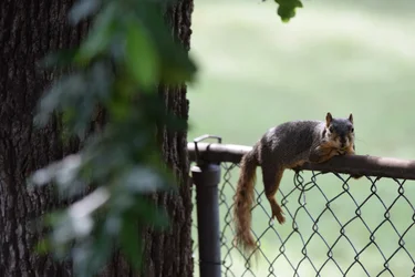 smallersquirrel.webp