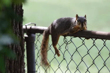 smallersquirrel.webp