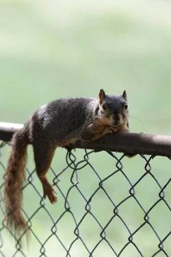 smallersquirrel-jpg.webp