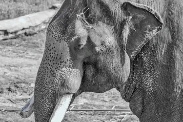 19463075678_165ec77676_b.webp