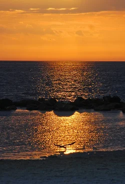 Bird-on-beach-at-sunset---small.webp