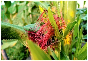 corn silk jpeg.webp