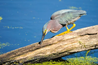 $aud birds 020-2.webp