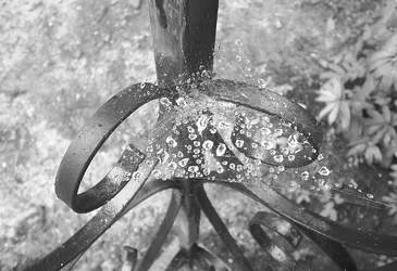 $After the rain.webp