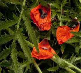 $B13_MG_0693_v2.webp