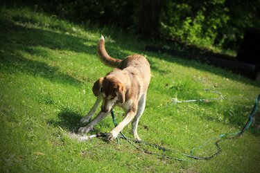 $Kaiya Playing with Hose, Vignette.jpg