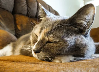 $Desert Sleeping by CS Final.webp $Desert Sleeping by CS Final.webp