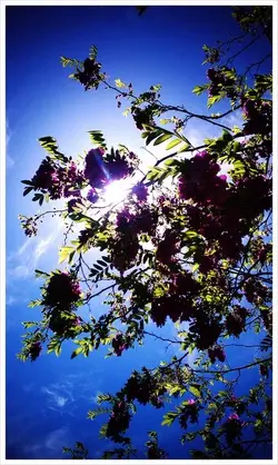 $Flowers 7.webp