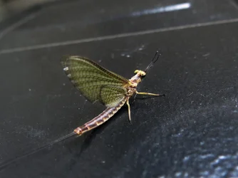 $Door Insect by CS.webp