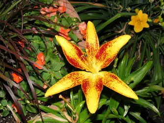 $IMG_0277_1.webp