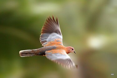 $bird in flight-2.jpg