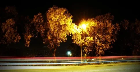 $Tree.webp $Tree.webp