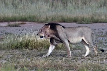 $Lion Kglgdi 12 _DSC65347R.webp