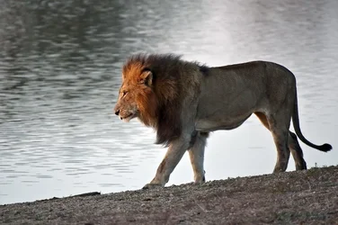 $Lion early morning stroll Krgr 11 _DSC2565R.webp