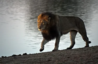 $Lion early morning stroll Krgr 11 _DSC2567R.webp