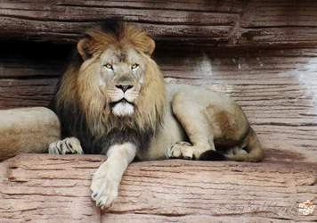 $lioncolor.webp