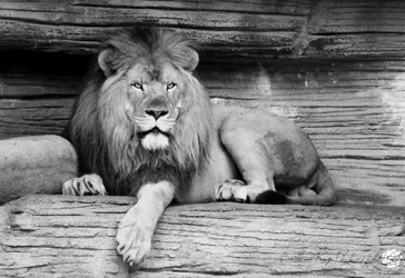 $lionb&w.webp