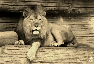 $lionsephia.webp