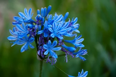 $flowers-013.webp