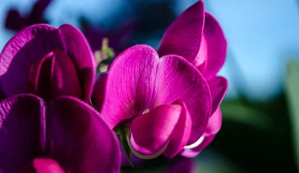 $flowers in morning sun.webp