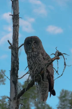 $Owl 2.webp $Owl 2.webp