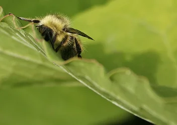 $Tired Bee 1 A.webp