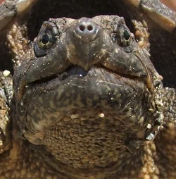 $Turtle Face.webp $Turtle Face.webp