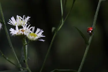 $daisybugJPG.webp