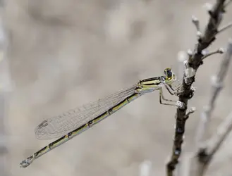 $dragonfly_1168.webp $dragonfly_1168.webp