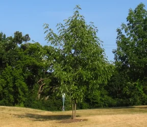 $IMG_2196 Crop BG.webp $IMG_2196 Crop BG.webp