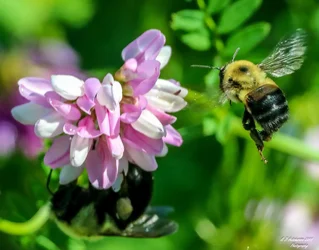 Douglas Evans Preserve Macro-10.webp
