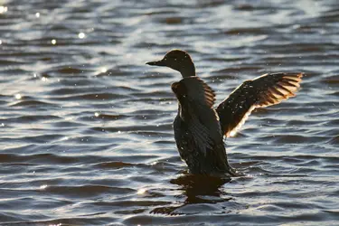 DuckEdit.webp
