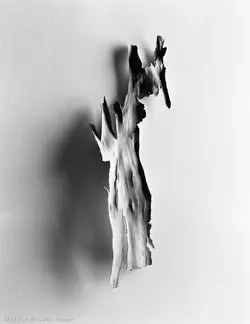 Still Life Tree Bark-1.webp Still Life Tree Bark-1.webp