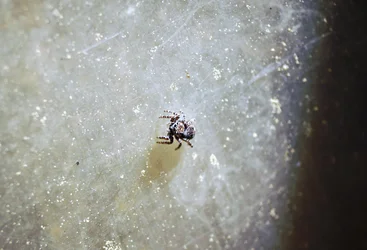 Lil Jumping Spidey.webp