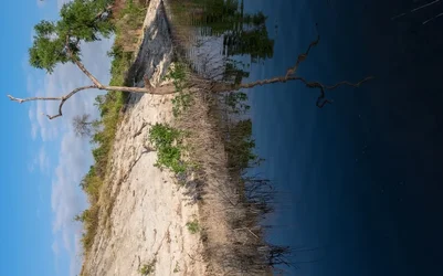 image tree vertwide.webp