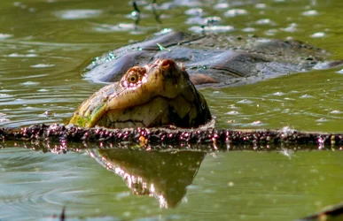 turtle.webp
