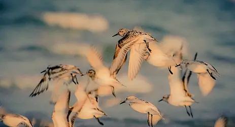 Plymouth Beach birds_variant.webp
