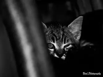 mucek3 (1 of 1).webp
