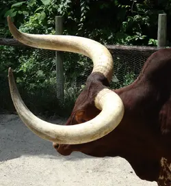 July4th ZOO 154.webp