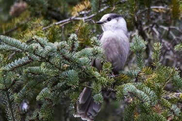 Grey Jay-1.jpg