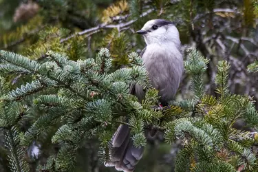 Grey Jay-1.webp