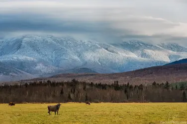 cows.webp
