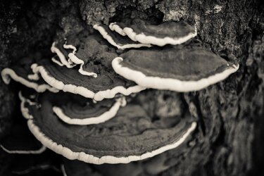 mushrooms-shallow-dof-1.jpg