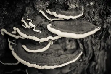 mushrooms-shallow-dof-1.webp