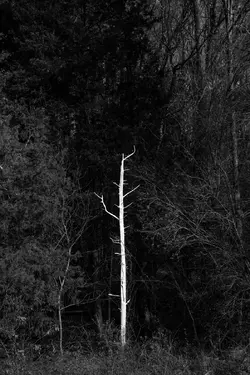 bright-tree-1.jpg