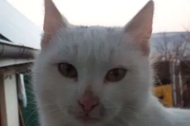DSCF2284.webp