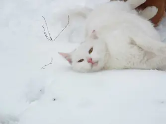 Catq.webp