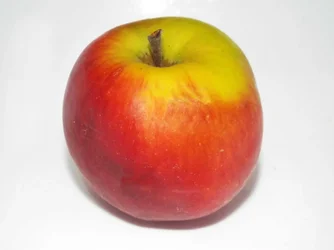 Macro.webp