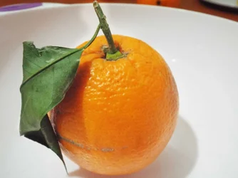 Macro-3.webp